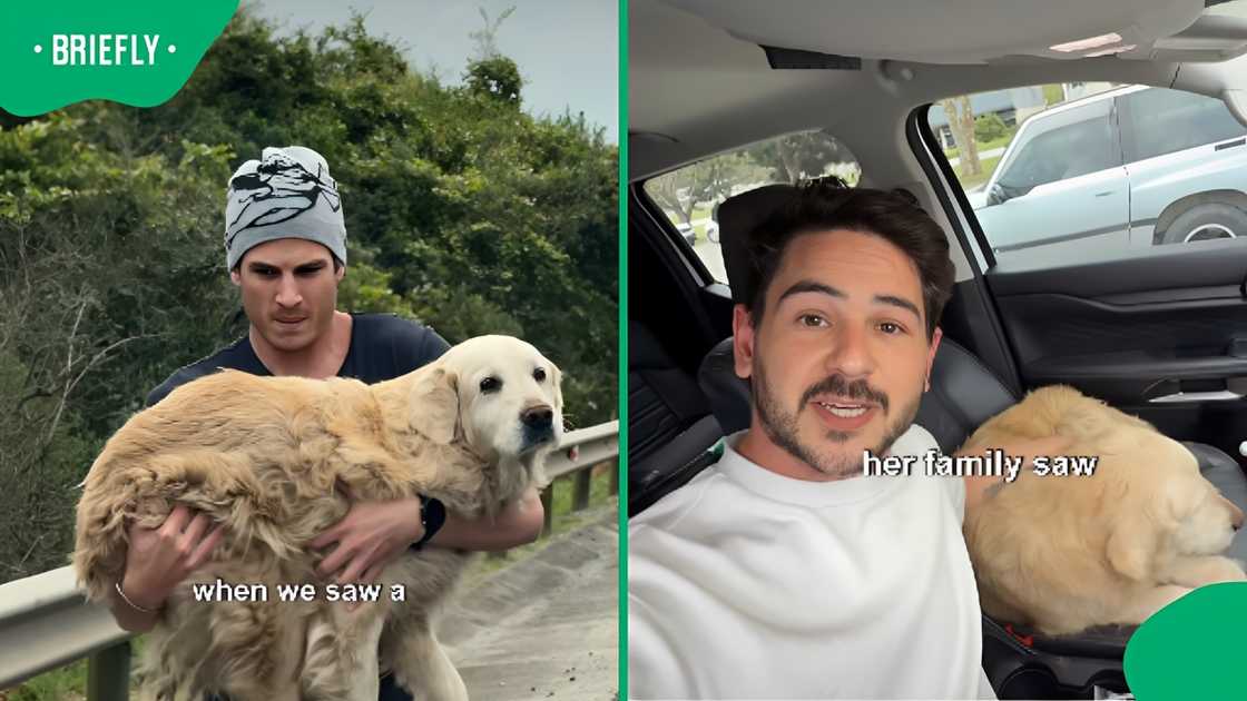SA man rescues golden retriever from highway and later adopts her