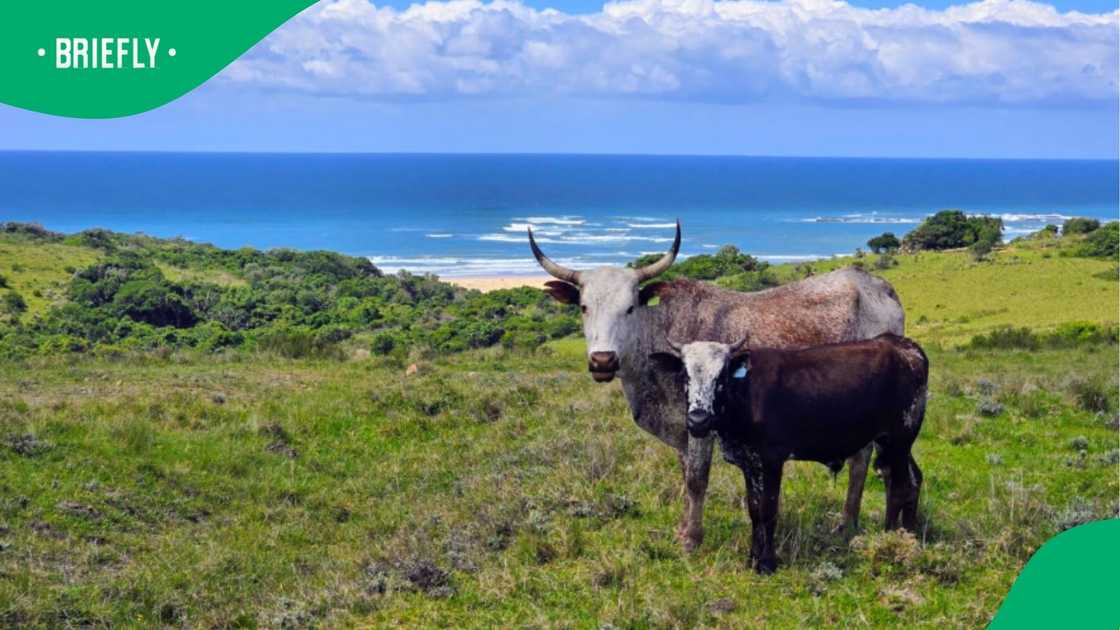 Agri Eastern Cape president Peter Cloete reported that FMD cases had surged “like wildfire” since the festive season.