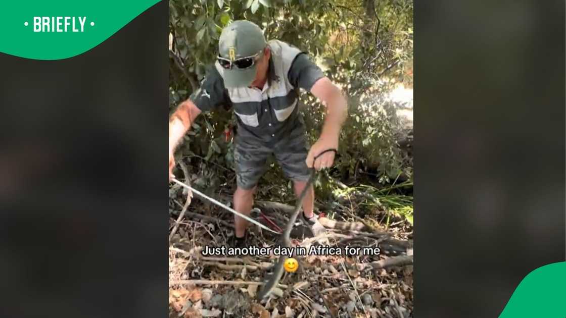A man shows how to catch a boomslang. A man shows how to catch a boomslang.