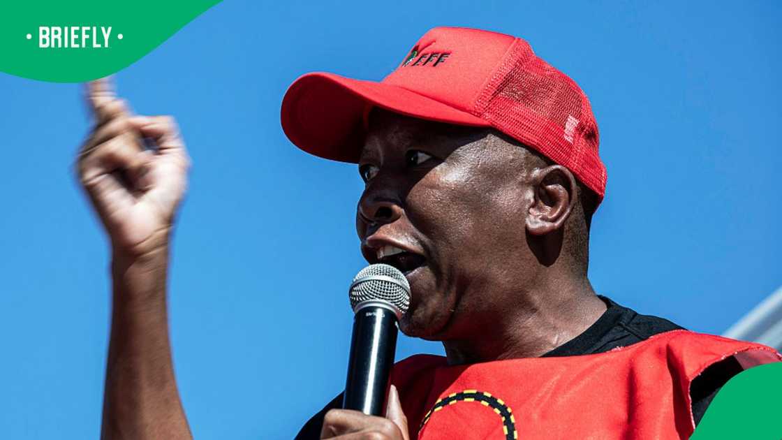 EFF president Julius Malema dismissed anti-illegal immigration marches EFF president Julius Malema dismissed anti-illegal immigration marches