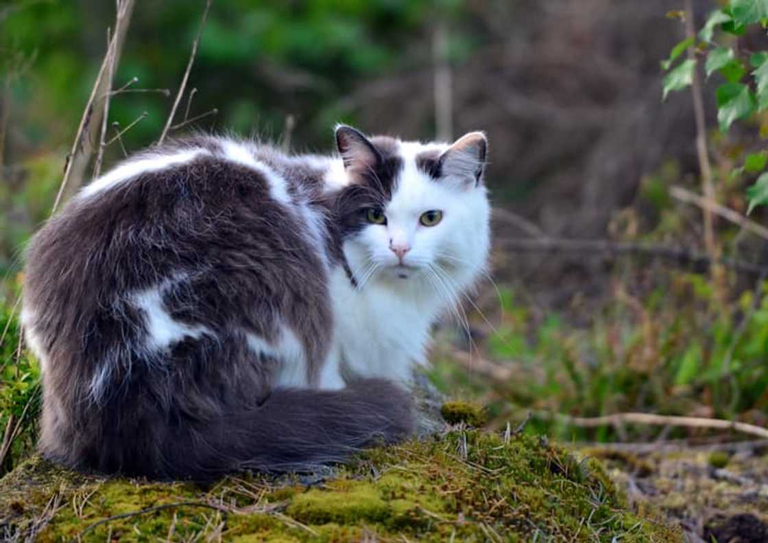 A Norwegian Forest Cat in the bush A Norwegian Forest Cat in the bush