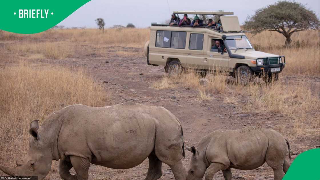 Rhino conservationist died in a crash