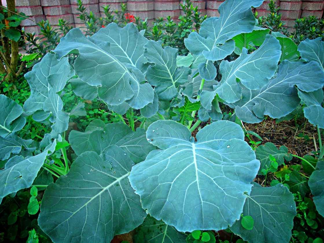 winter vegetables South Africa