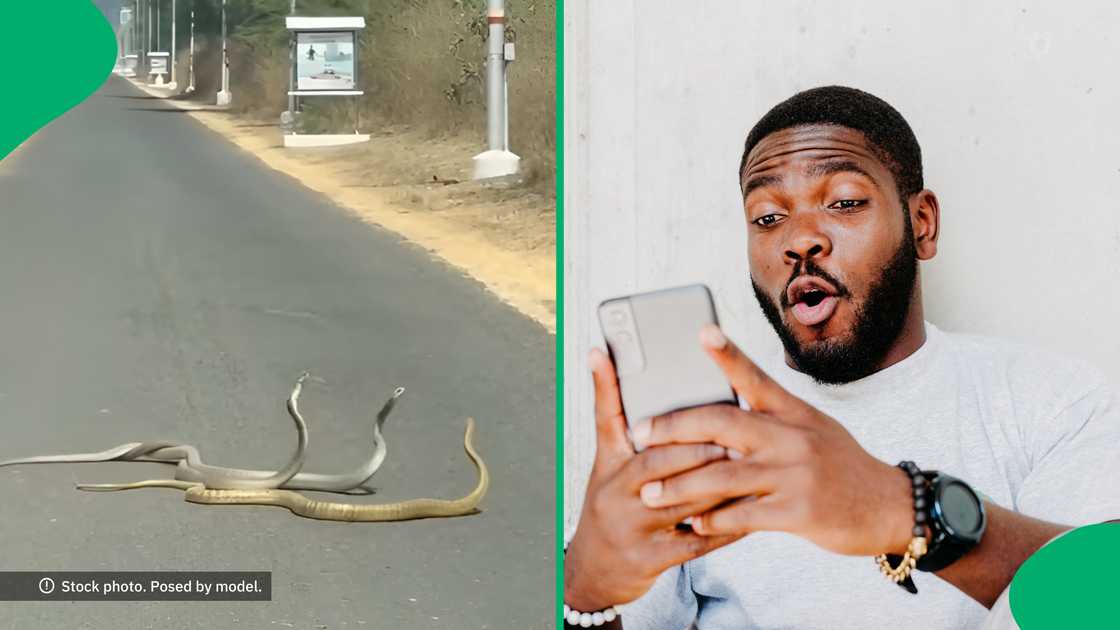 Three snakes were caught attacking each other on a road and the internet made hilarious jokes about it. Three snakes were caught attacking each other on a road and the internet made hilarious jokes about it.