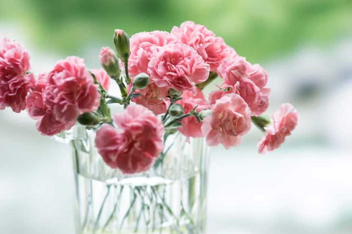 What is my flower according to my birthday? What is my flower according to my birthday?