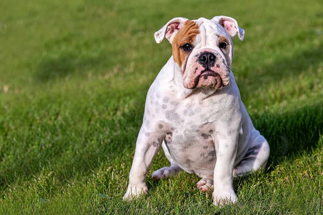 Top 10 gewildste honde rasse in Suid-Afrika Top 10 gewildste honde rasse in Suid-Afrika