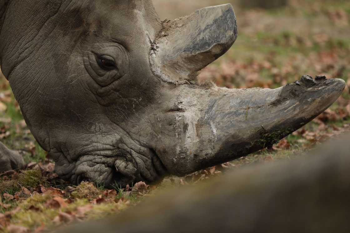 Rhinos do not defend themselves with their horn Rhinos do not defend themselves with their horn