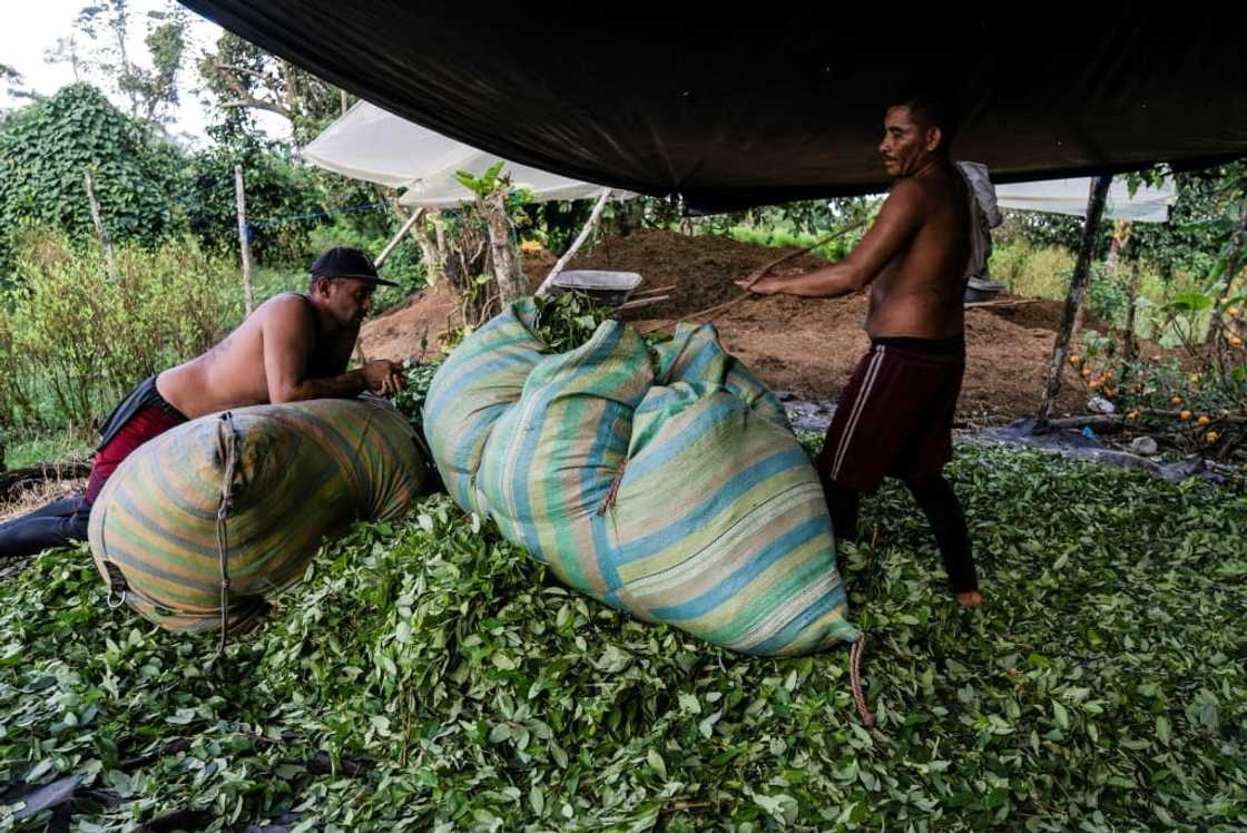 Some 250,000 Colombian families depend on coca for a living Some 250,000 Colombian families depend on coca for a living