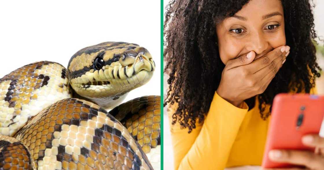 TikTokkers reacted in amazement to a long carpet python TikTokkers reacted in amazement to a long carpet python