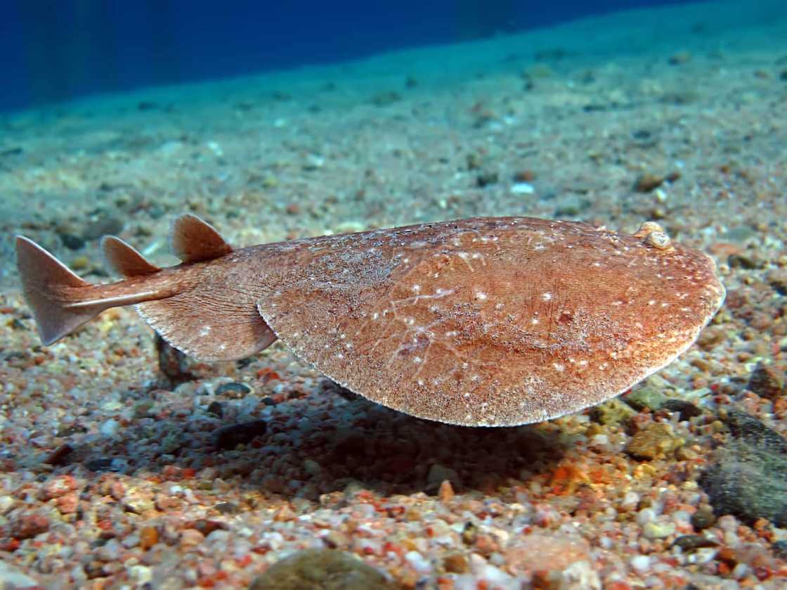 Leopard torpedo electric ray. Leopard torpedo electric ray.