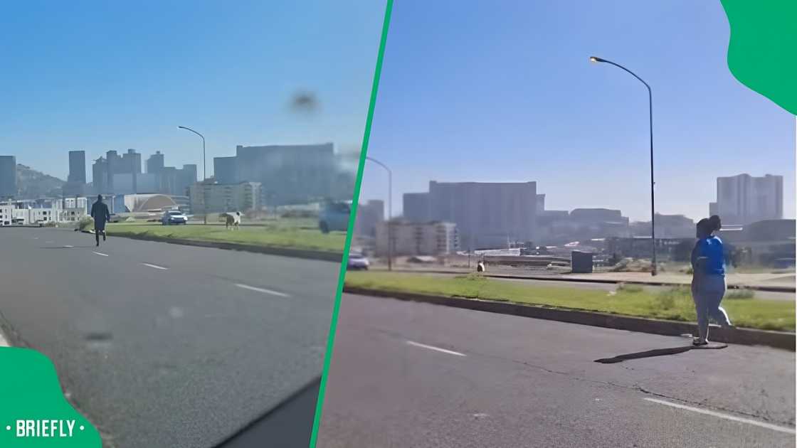 A sheep escaping from a trailer days before Eid celebrations has become a Mzansi hero A sheep escaping from a trailer days before Eid celebrations has become a Mzansi hero