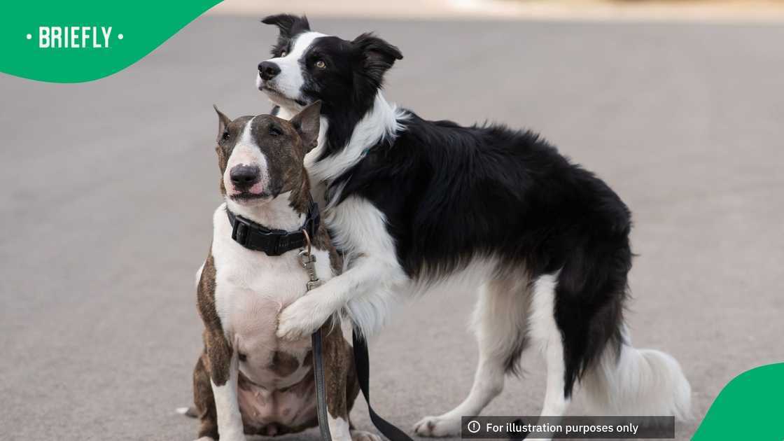 An eight-year-old boy was rushed to hospital in Phoenix, Durban after two dogs attacked them An eight-year-old boy was rushed to hospital in Phoenix, Durban after two dogs attacked them