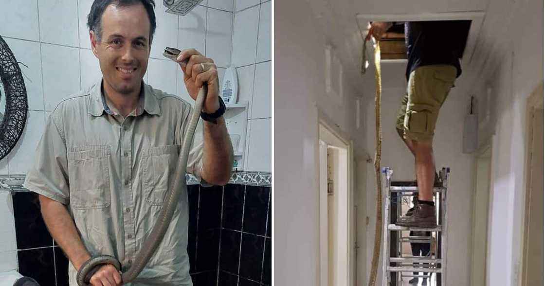 Snake Rescuer Nick Evans found a massive snake's skin. Snake Rescuer Nick Evans found a massive snake's skin.