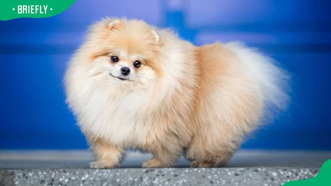 Pomeranian dog breed Pomeranian dog breed
