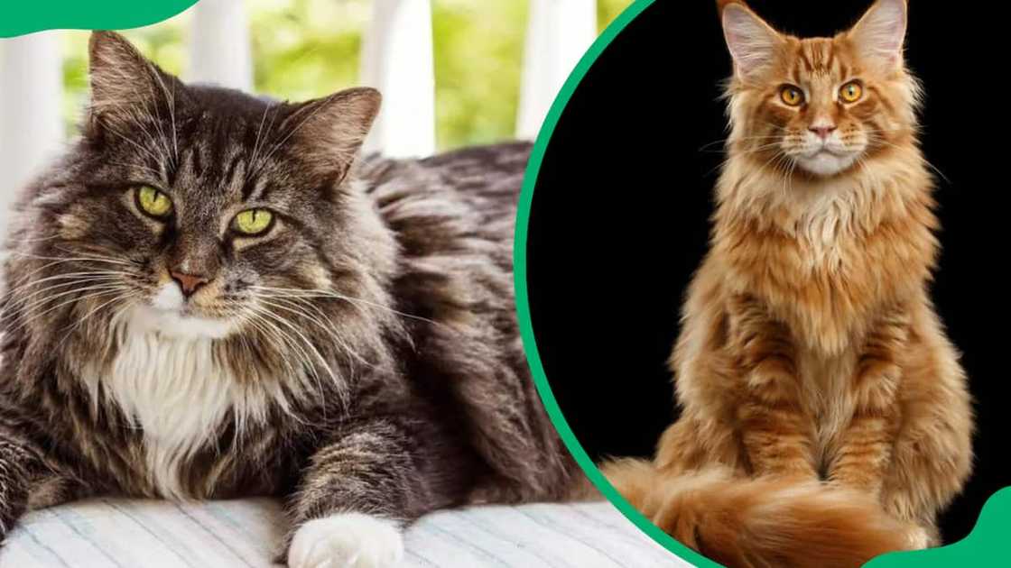 Maine Coon cat breed Maine Coon cat breed