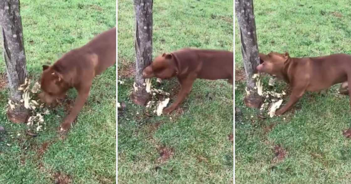 Pit bull biting through a tree trunk