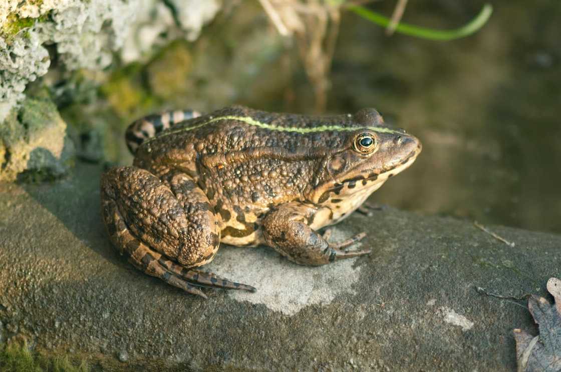 The Natterjack Toad The Natterjack Toad