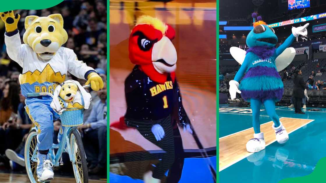 Rocky the Mountain Lion, Harry the Falcon, Hugo the Hornet