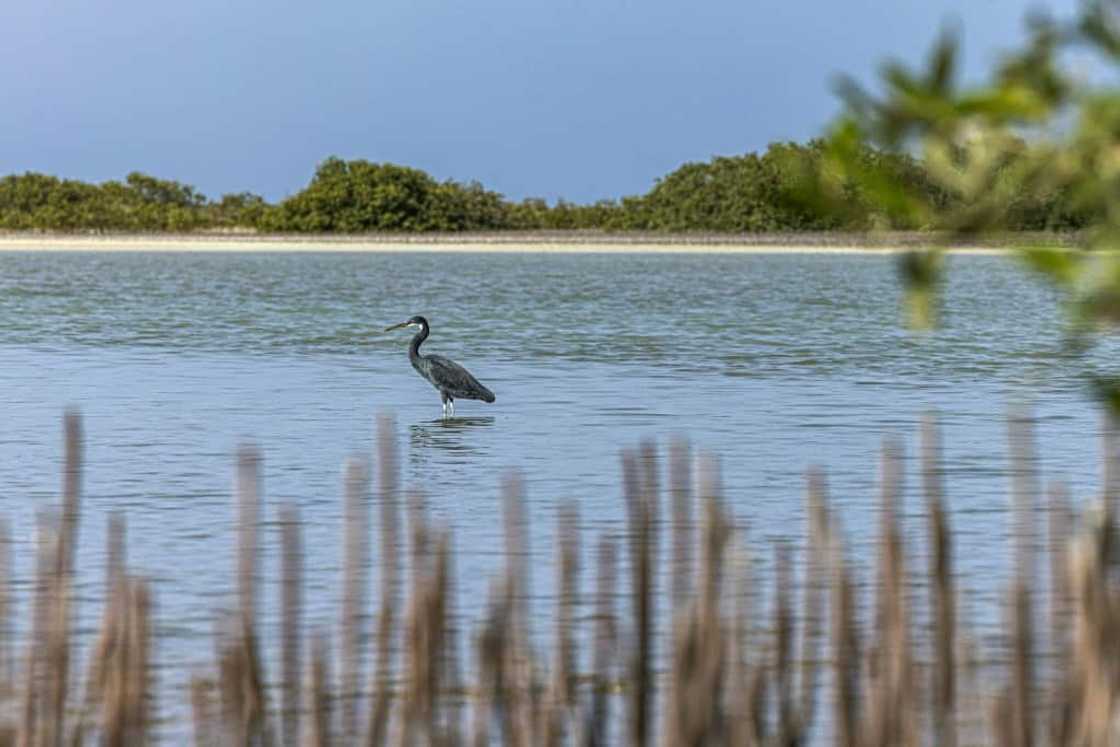 Mangroves provide shelter for a host of other species, as well as acting as powerful carbon sink battling climate change