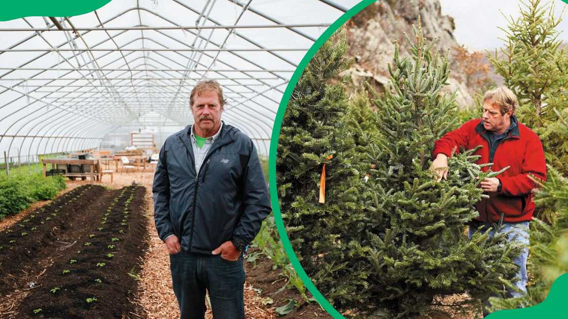 Roger Cook poses for a photo in a greenhouse and takes care of Christmas trees in the garden Roger Cook poses for a photo in a greenhouse and takes care of Christmas trees in the garden