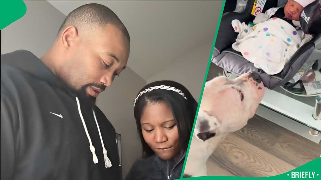 TikTok users asked a couple not to leave their baby with pit bulls