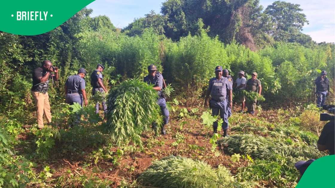 The field consisted of mature Marijuana plants grown next to the Mhlambanyatsi River