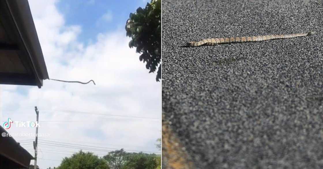 Jumping snake Jumping snake
