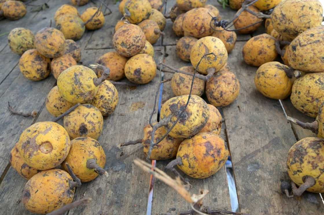 The fruits are individually plucked from wild vines that grow in the forests of southern Senegal