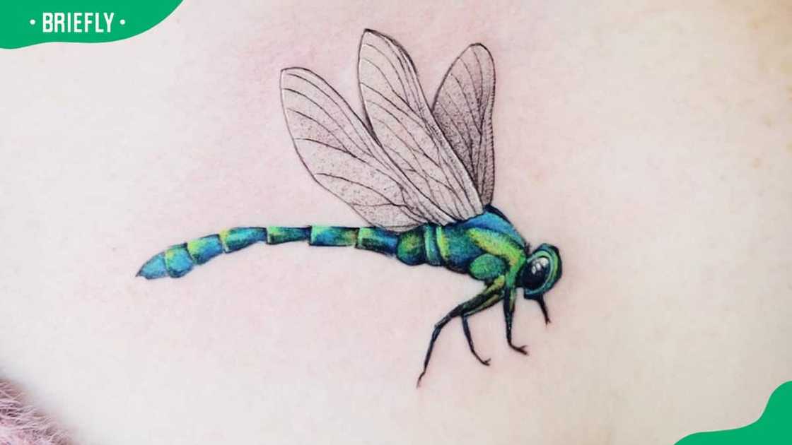 Green dragonfly Green dragonfly