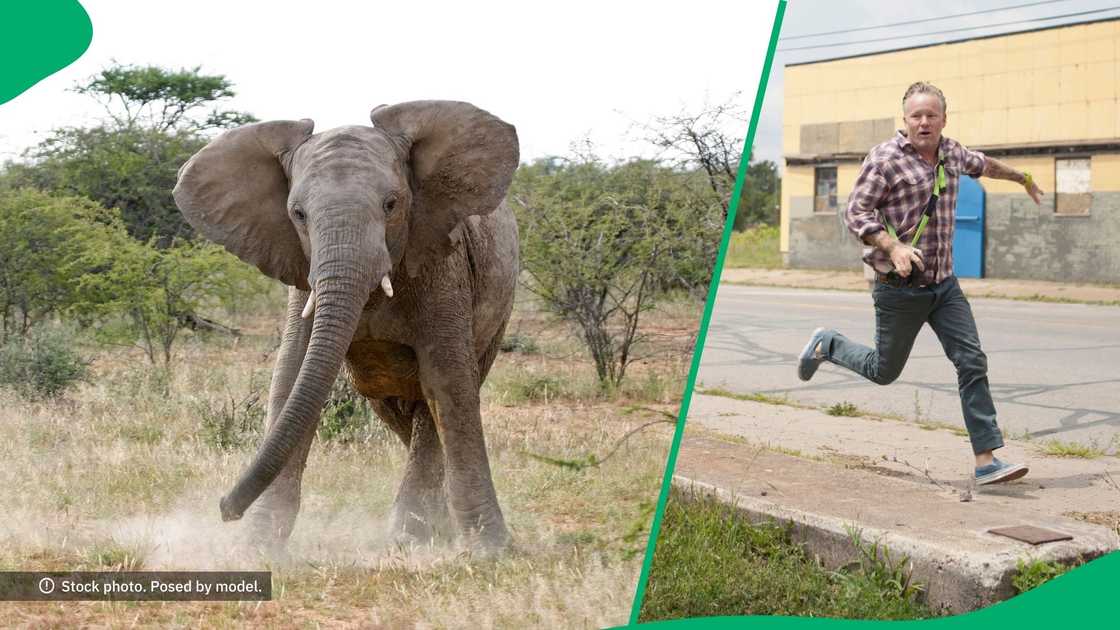 Kruger National Park elephant kills tourist Kruger National Park elephant kills tourist