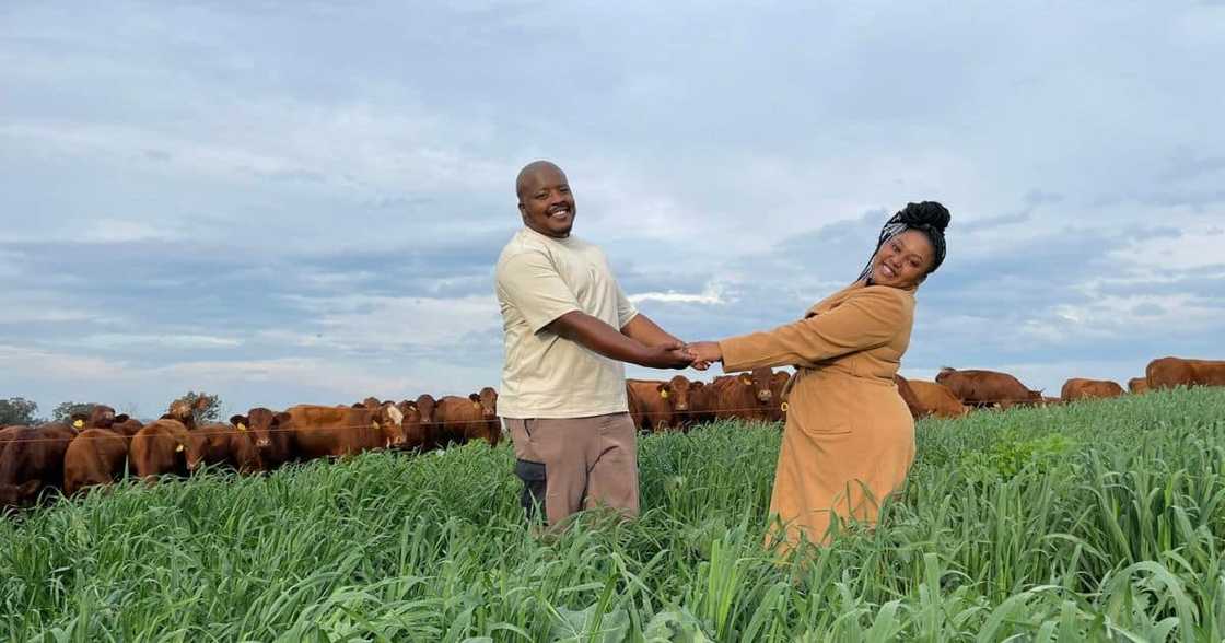 SA Relationships, Love, Marriage, Inspiration, Lobola, Man Asks His Girlfriend to Marry Him, Cows, Mzansi, Wholesome Photos SA Relationships, Love, Marriage, Inspiration, Lobola, Man Asks His Girlfriend to Marry Him, Cows, Mzansi, Wholesome Photos