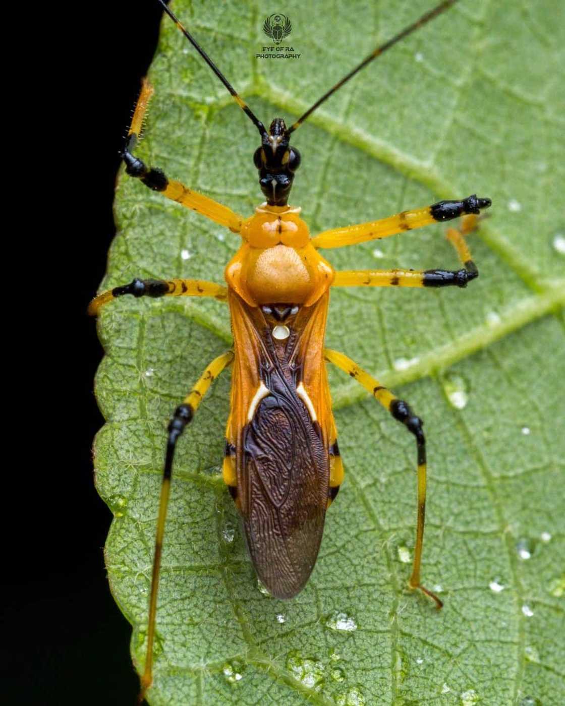 World's most dangerous animals in the world | Top 25 list World's most dangerous animals in the world | Top 25 list