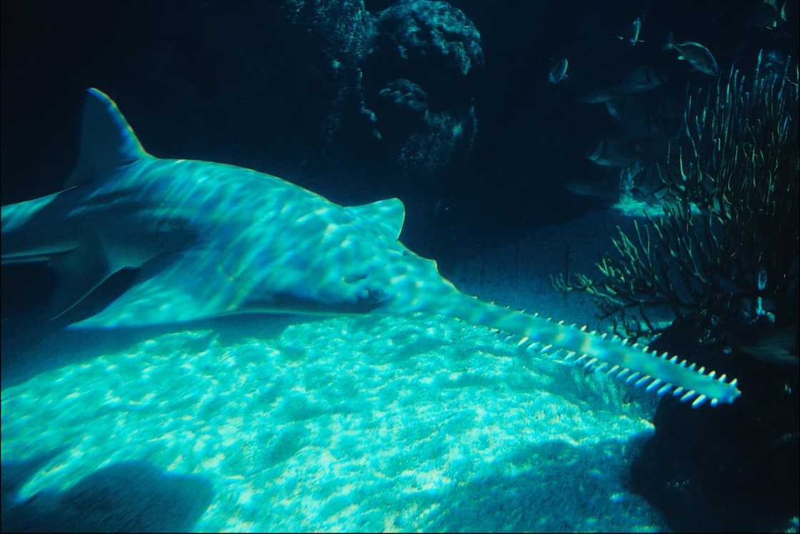 What are the top ten the rarest fish? What are the top ten the rarest fish?