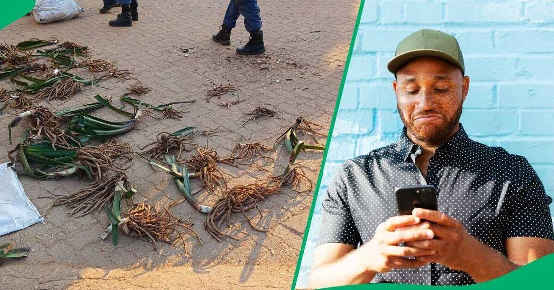 Many South Africans were surprised that a clump of the endangered 424 Clavias Marebelius plants could cost almost R3 million. Many South Africans were surprised that a clump of the endangered 424 Clavias Marebelius plants could cost almost R3 million.