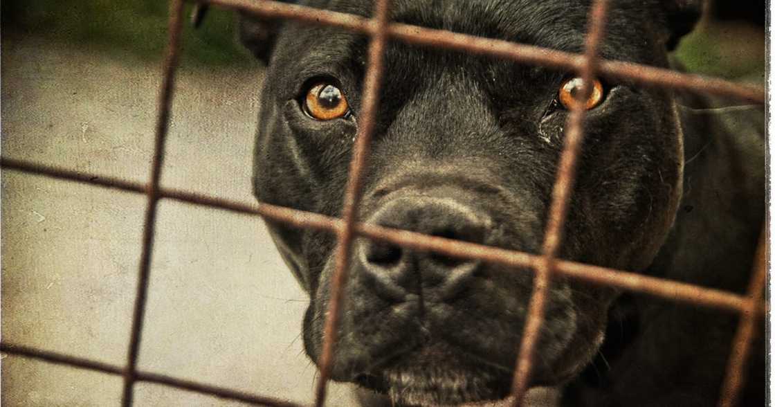 Pitbull, Attack, Man, 66, Dead Pitbull, Attack, Man, 66, Dead
