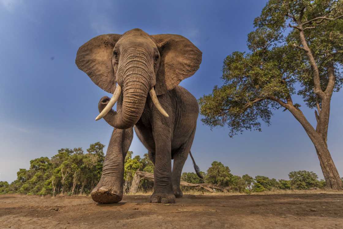 In a TikTok video, a herd of elephants surrounded a car, sparking shock and amusement. In a TikTok video, a herd of elephants surrounded a car, sparking shock and amusement.