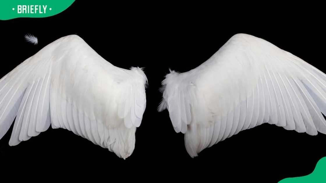 White angel wings on a black background White angel wings on a black background