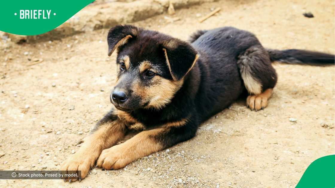 Dog goes viral Dog goes viral
