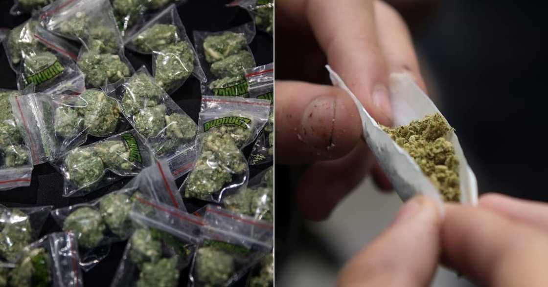 SA's legal dagga trade on the rise: Farm valued at R15m means smokable CBD on its way SA's legal dagga trade on the rise: Farm valued at R15m means smokable CBD on its way