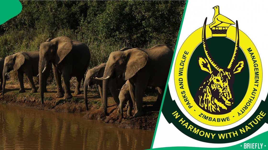 ZimParks will be culling elephants in the country ZimParks will be culling elephants in the country