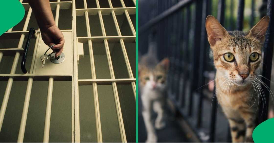 Two Gauteng prisoners allegedly escaped from prison by turning into cats