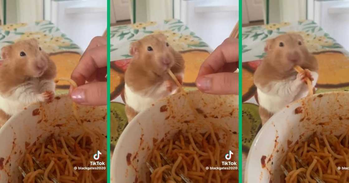 A video of a hamster eating spaghetti A video of a hamster eating spaghetti
