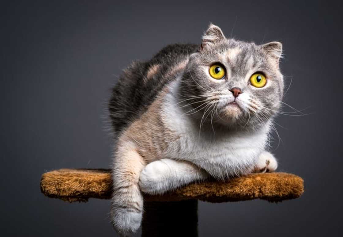 A Scottish Fold cat on a black background