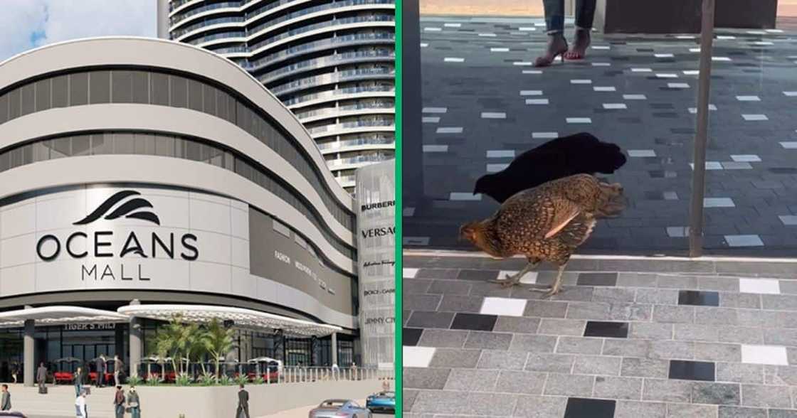 Oceans Mall uMhlanga chicken Oceans Mall uMhlanga chicken