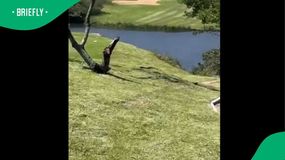 A clip went viral. A clip went viral.