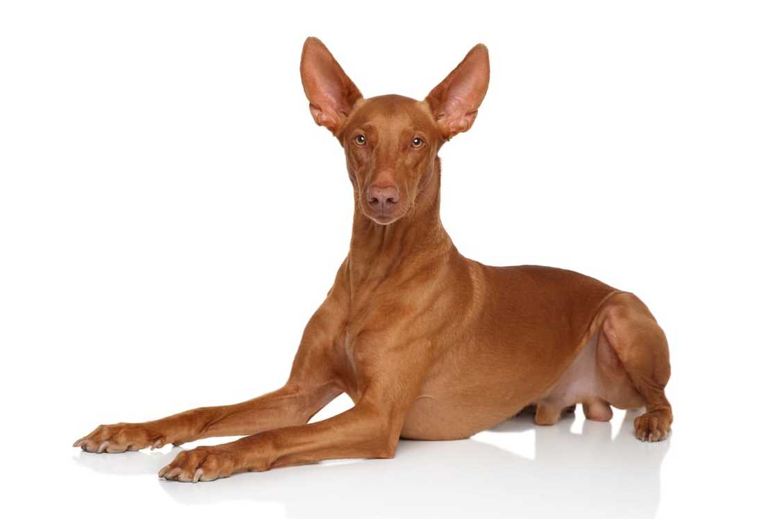 A Pharaoh Hound lying on a white background