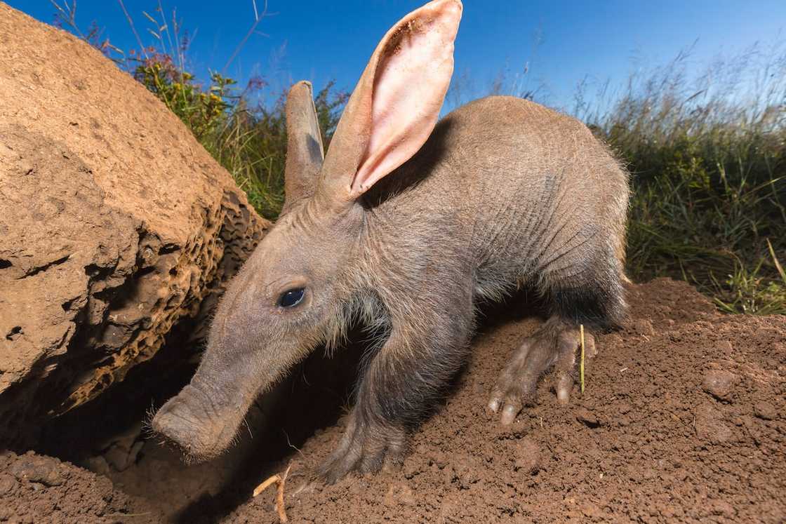 The Aardvark