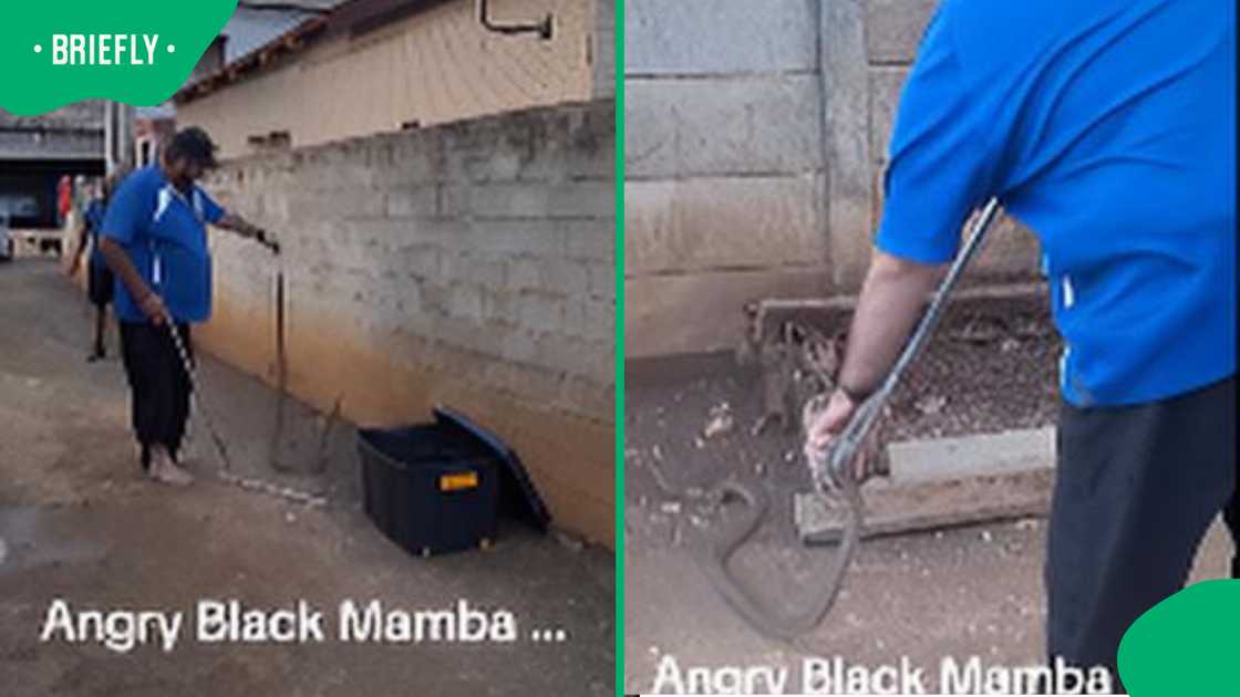 Snake catcher handles suspected black mamba barefoot