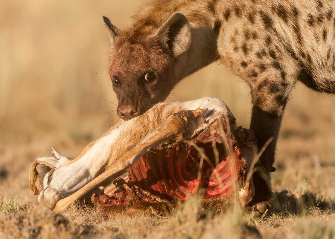 Hyenas have the strongest bite