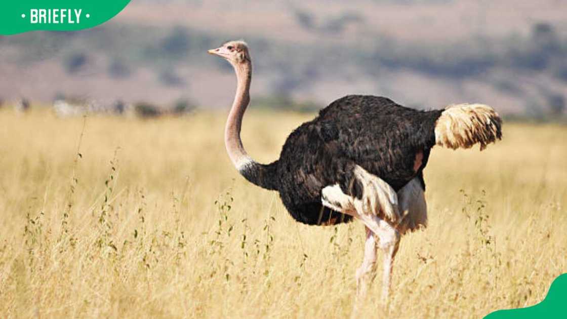 Ostrich in the field Ostrich in the field